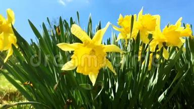 一束黄色水仙花或水仙花，在春天的绿草中。
